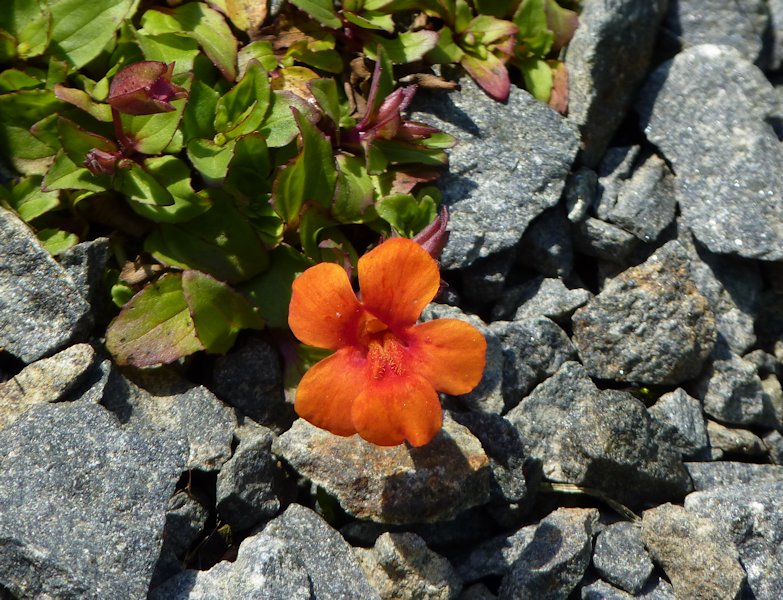 Mimulus cupreus photo
